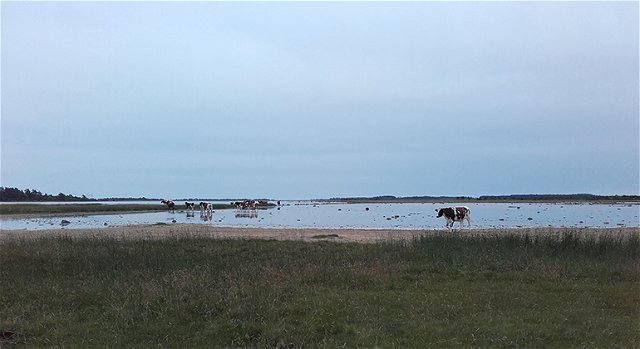 Södviks sjömarker, Naturreservat