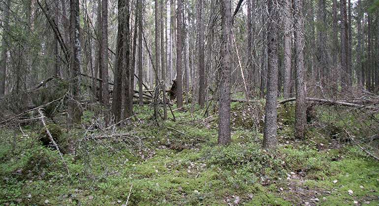 Tallknölbäcken, Naturreservat