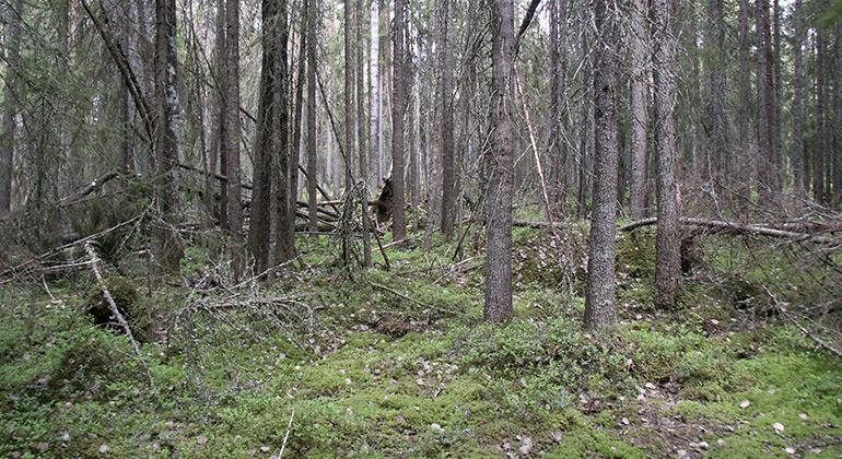 Skog på fuktig mark. Foto Johan Bohlin.