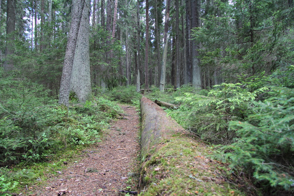 En gammal stock ligger intill stigen.