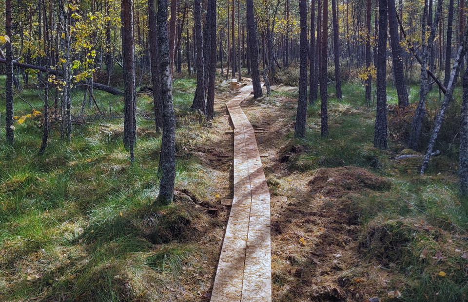 Spång som slingar över en myr där solbelysta tallar växer.