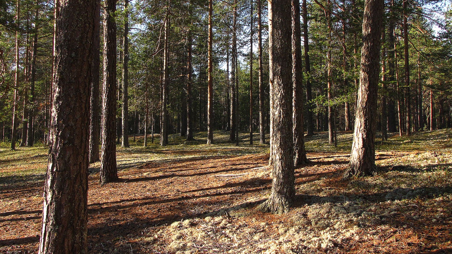Solbelysta tallar på torr mark.