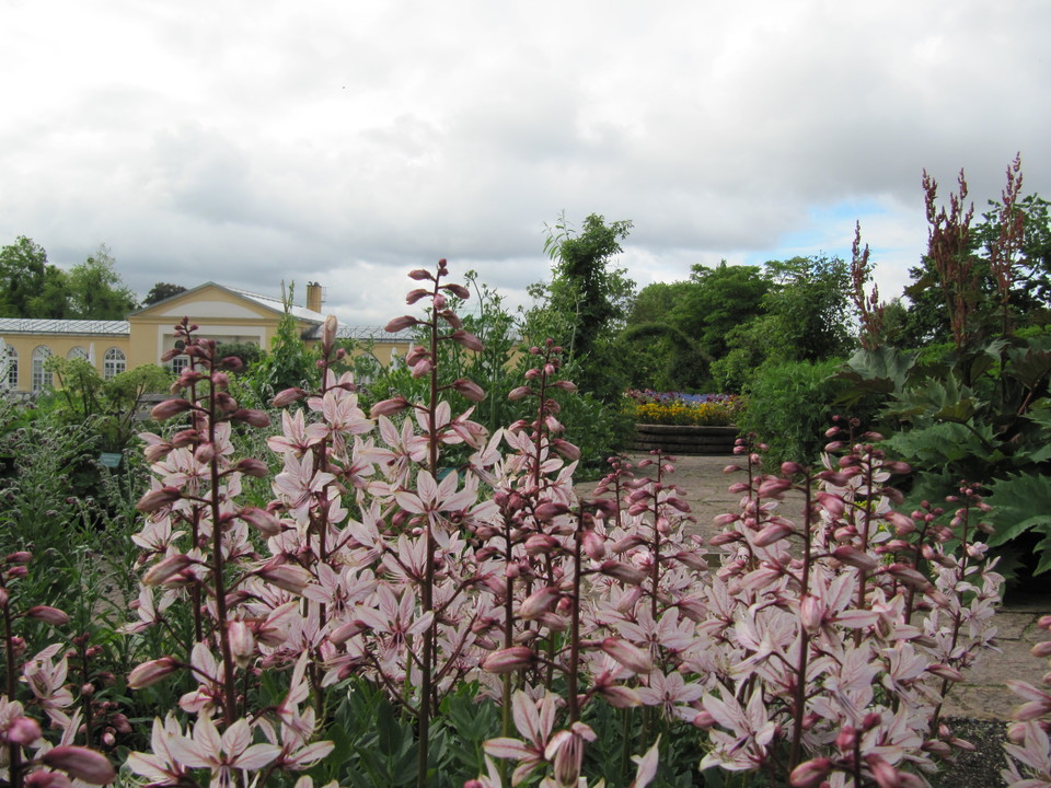 Bergianska trädgården, örtagård.