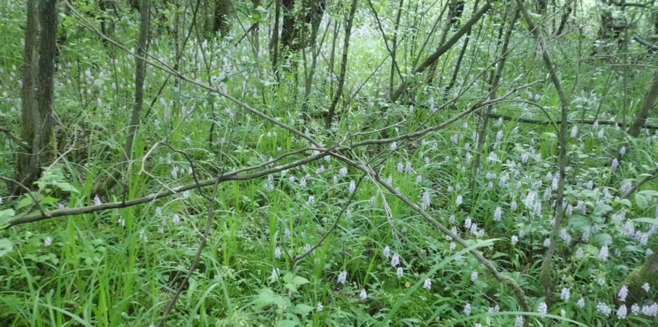 Orkidéer. Källa: https://helsingborg.naturskyddsforeningen.se/natur/