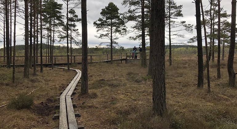 Traneröds mosse. Tillgänglighetsanpassad ramp långre bort i bild.