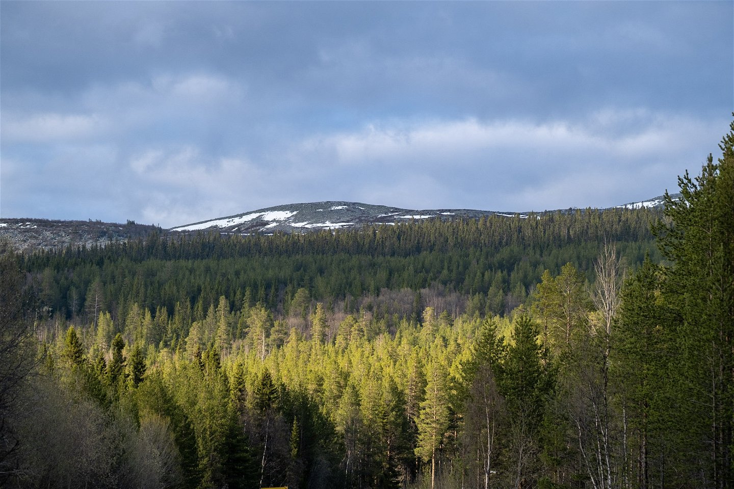 Fjällnära skog i Vemdalen.