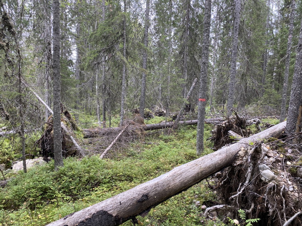 Barrskog med många fallna träd.
