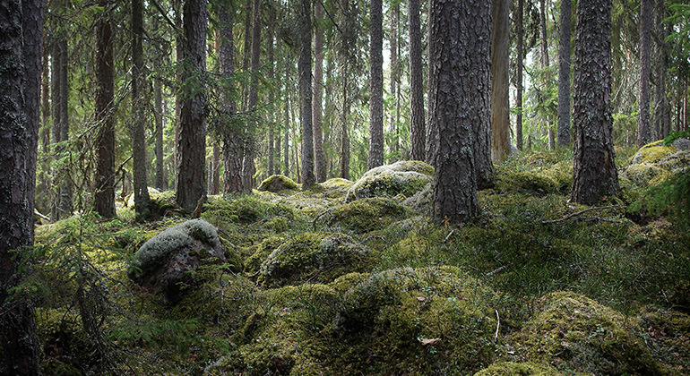 En sagoskog att njuta av.