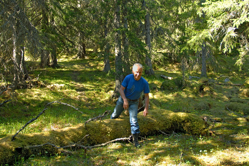 Gammelskogen vid Nyvallen.