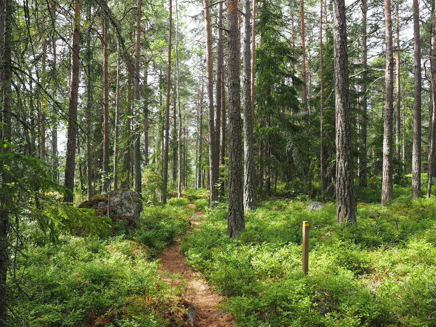 Kustledsskylt i skogslandskap med stig på Gråberget
