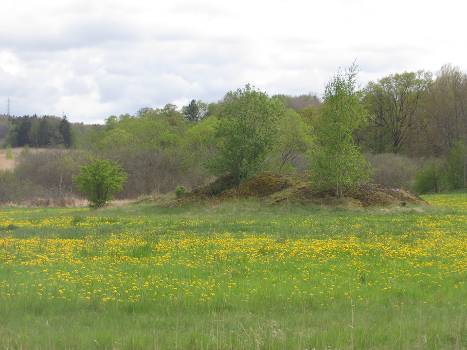 Blomstrande äng utmed Ågestavägen