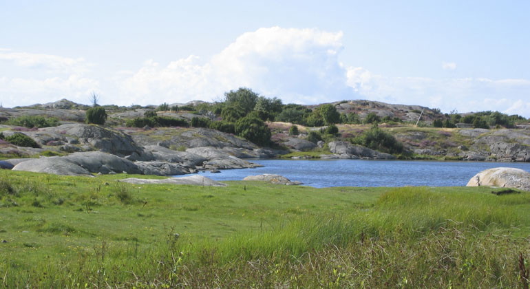 gräs mot klippor vid vatten