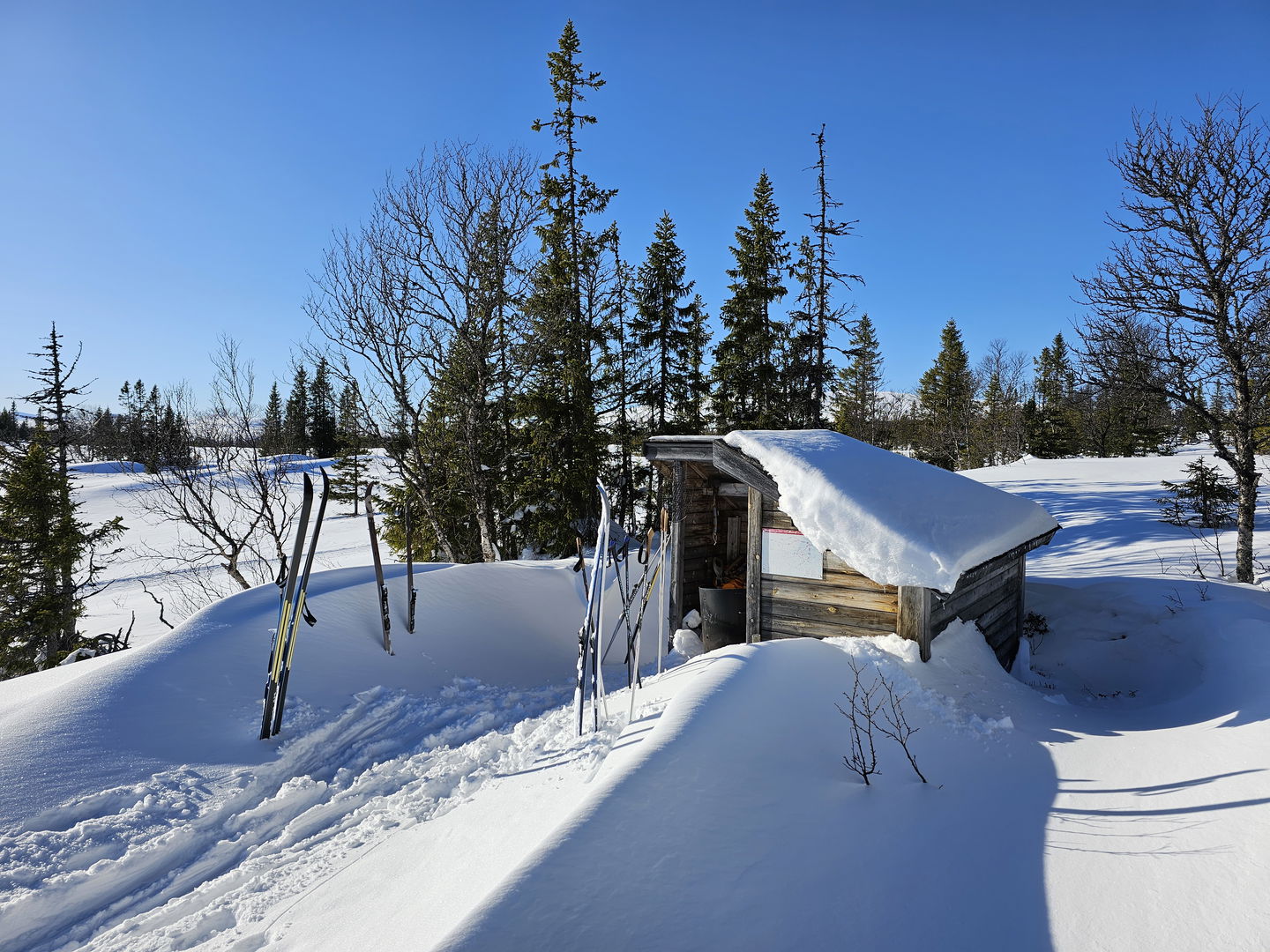 Vindskydd i trä med skidor framför och granar bakom i ett snöigt landskap