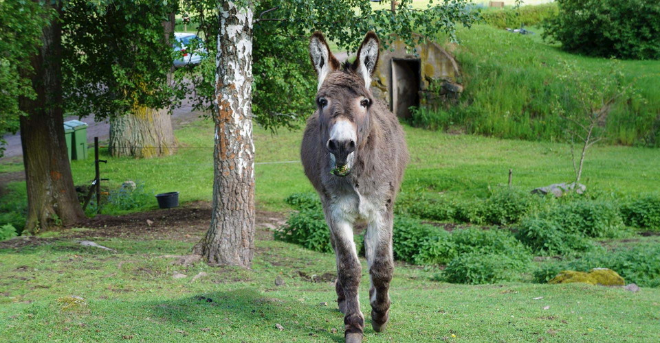 Bärbäcks lillgård