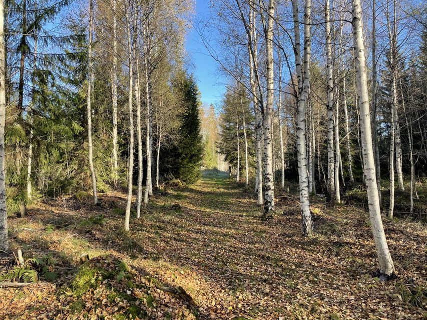 Terrängspår med björkar intill spåret