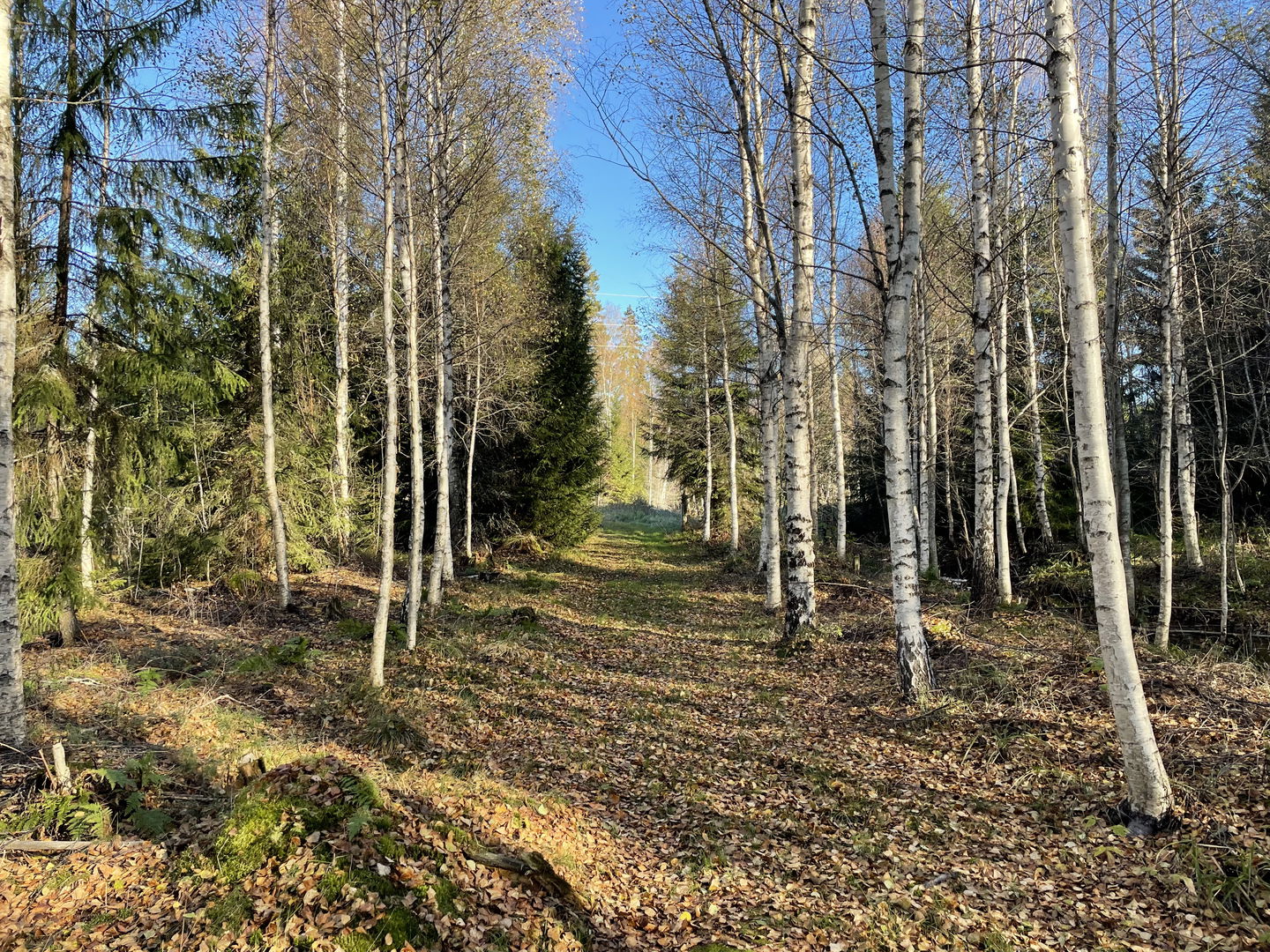 Terrängspår med björkar intill spåret