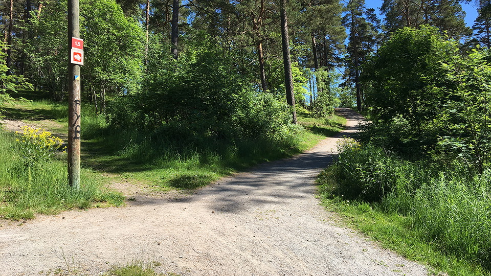 Ett grusat spår i en skog.