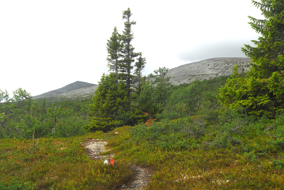 Naturbild på vandringsled med fjäll i bakgrunden. Foto.