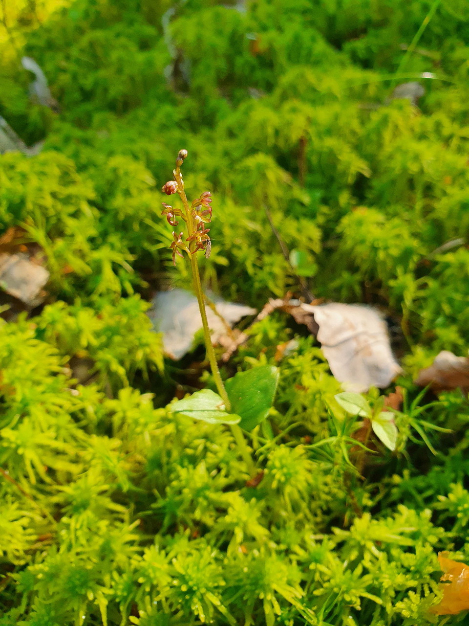Spindelblomster.