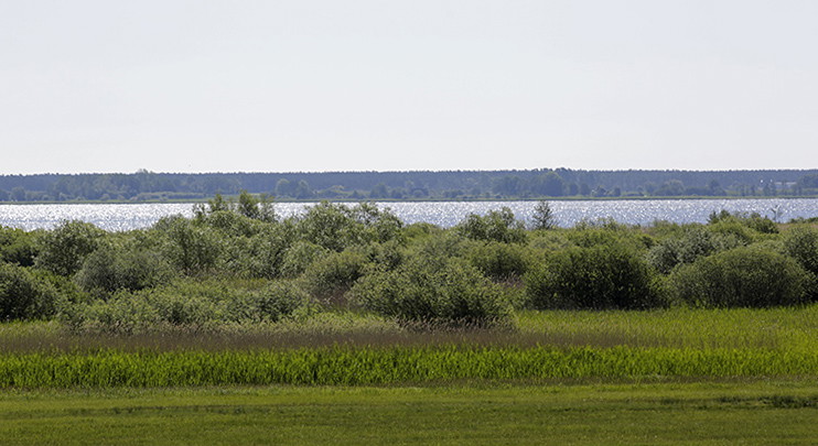Strandäng vid Hammarsjön.