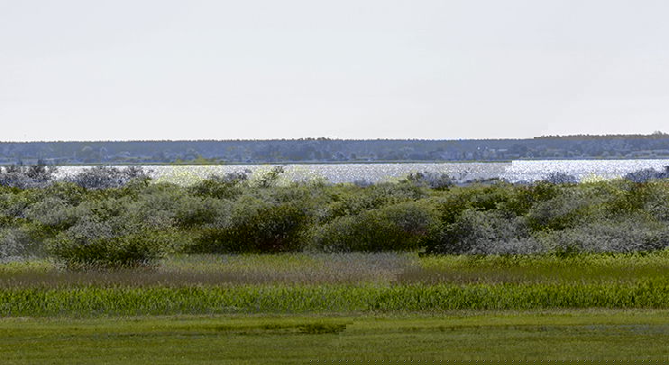 Strandäng vid Hammarsjön.