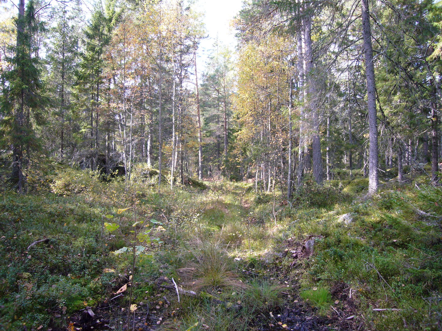 Storvikarens naturreservat