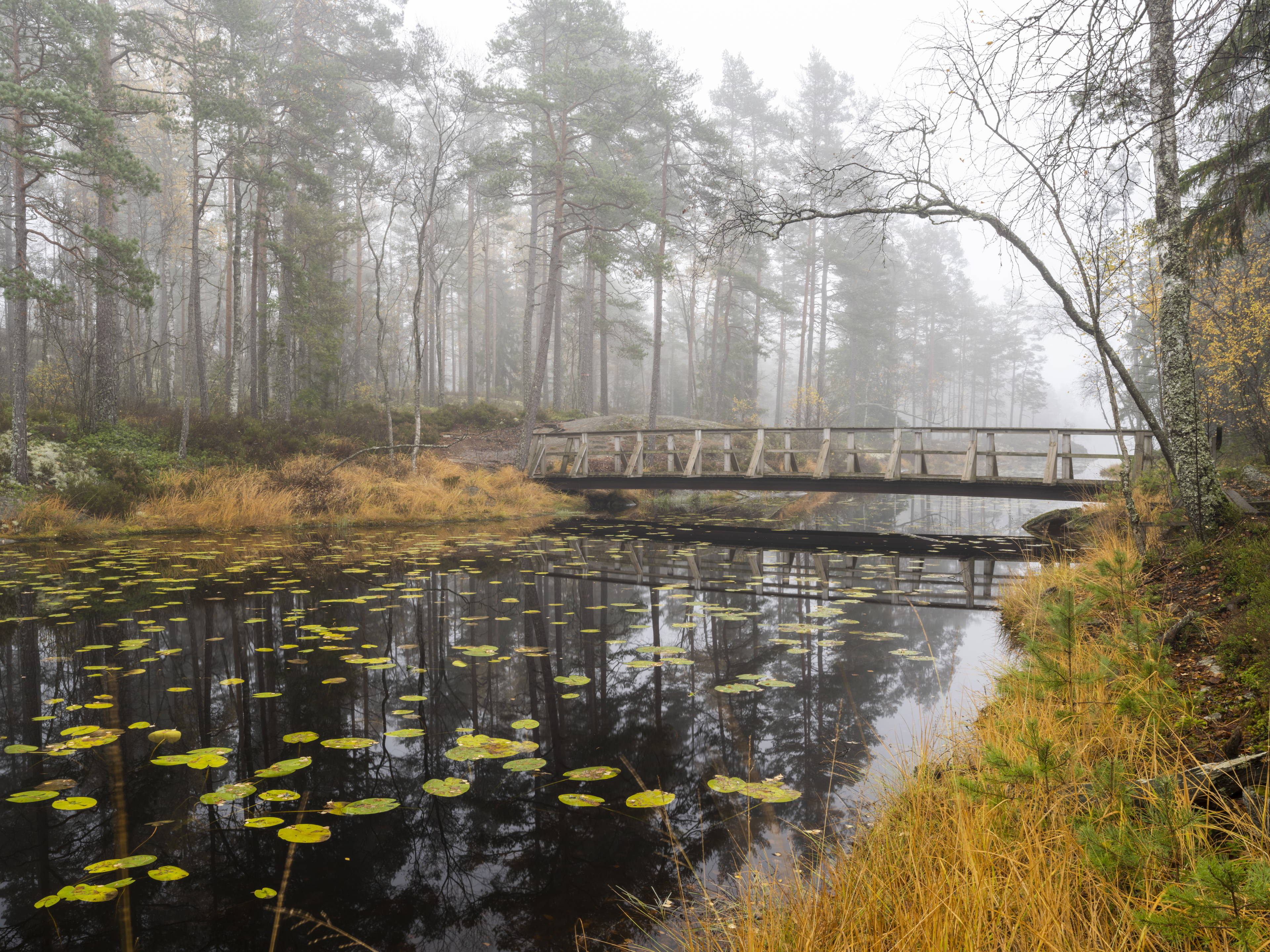 Naturguide till Dals-Ed — Naturkartan