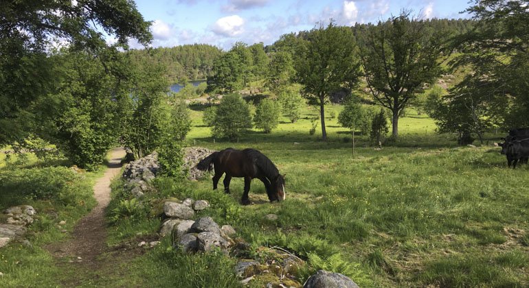 häst som äter gräs vid en stenmur