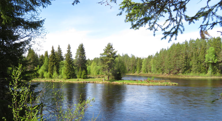 Där Hälla naturreservat börjar, börjar också Västerdalälven. Samtliga foton på sidan: Anki Alfredéen, Länsstyrelsen i Dalarnas län. 