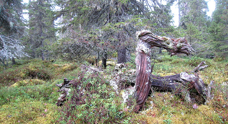 Mellanlandet.