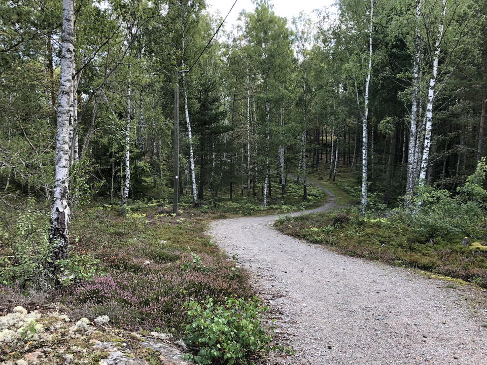 Spåret går genom en blandskog