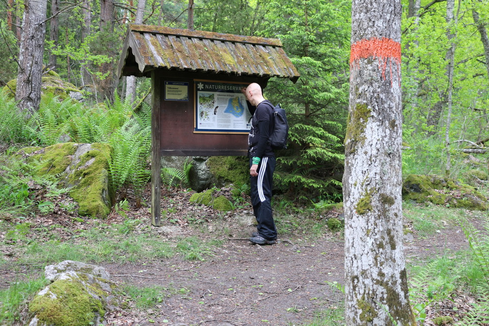 En man tittar på en informationstavla. I förgrunden ett orangemarkerat träd.