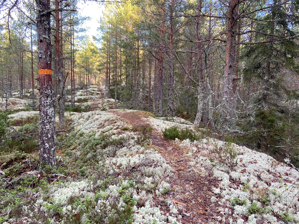 Ruthagsskogens naturreservat