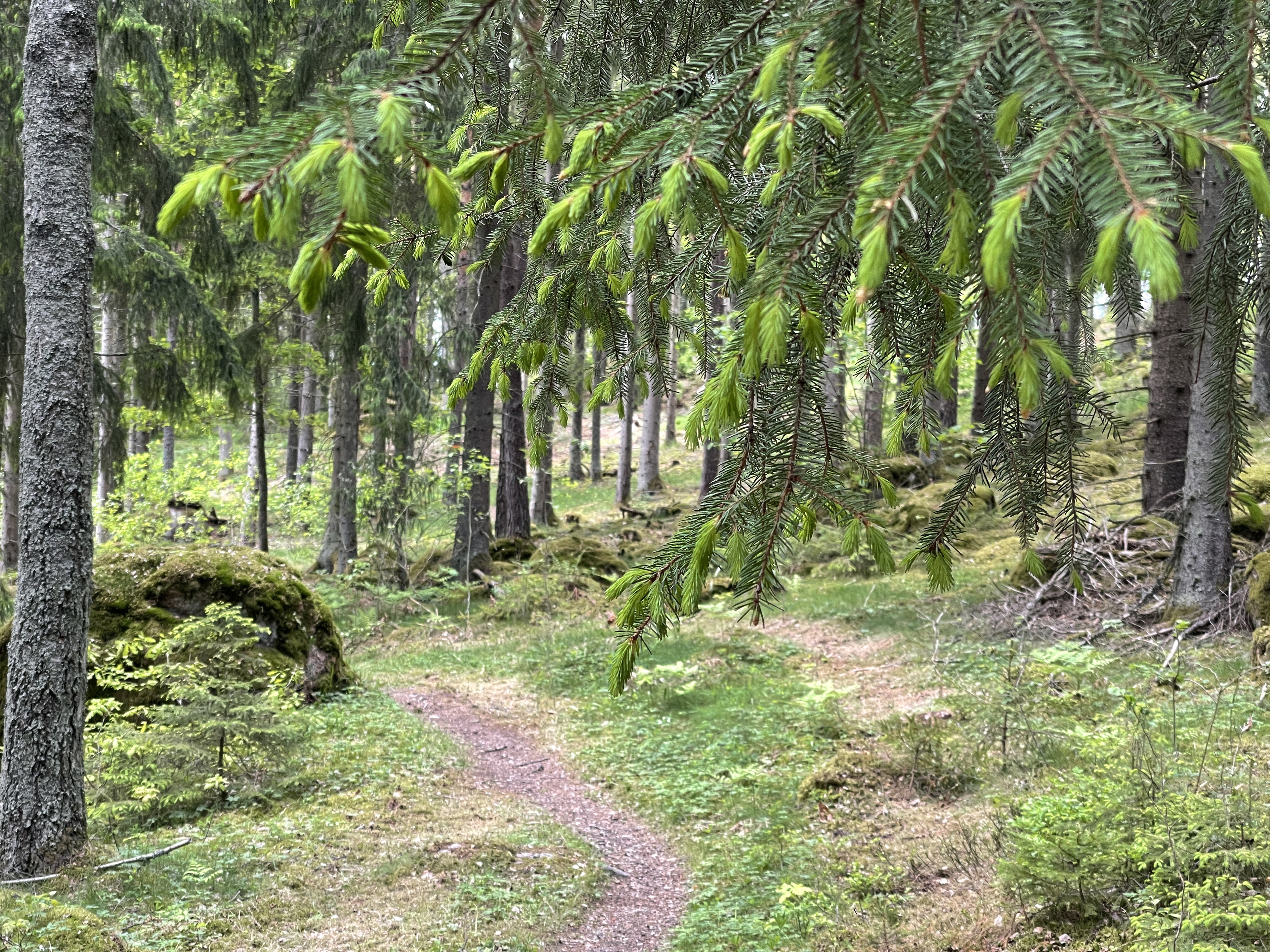 Leden passerar även genom granskogar.
