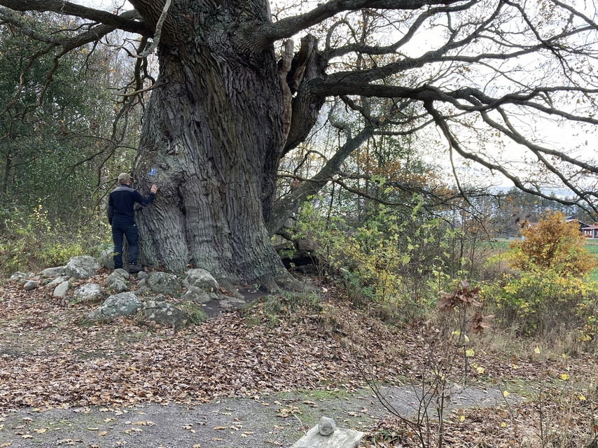 Stufvenäseken med besökare intill