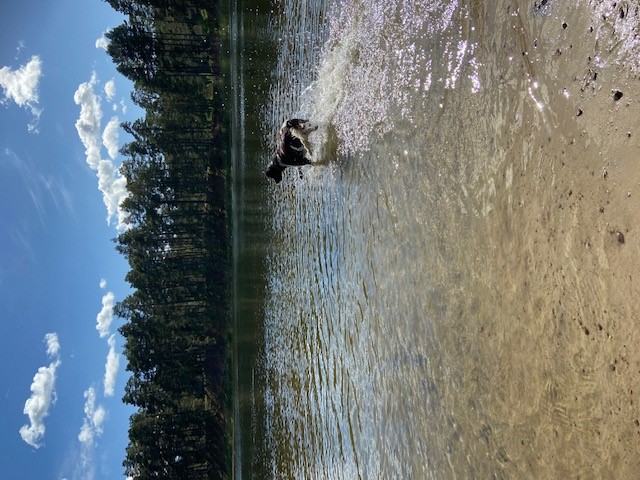 Hund som badar i vattnet