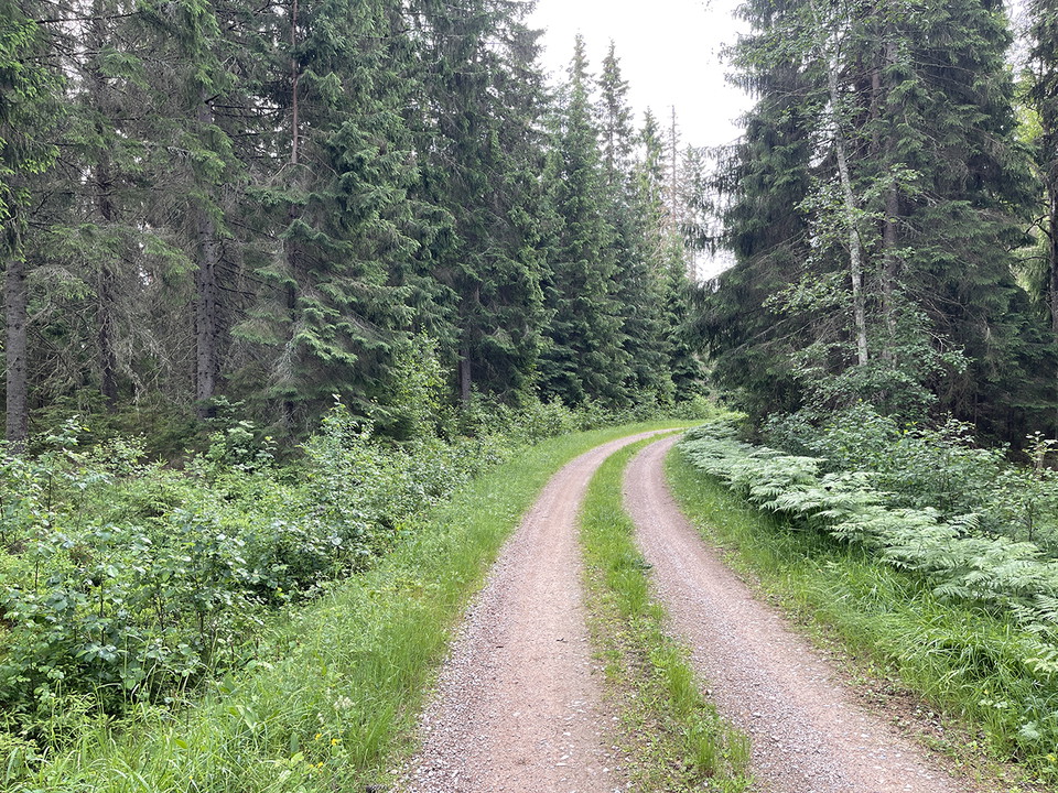 Skogsbilväg genom skog.