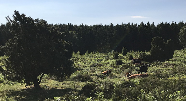 skog och öppen mark