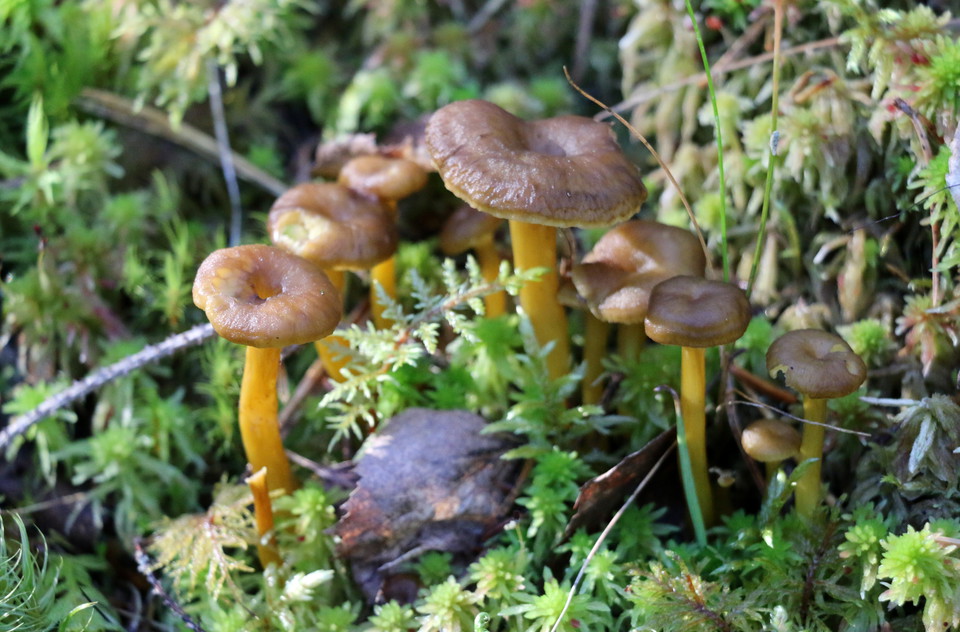 Några trattkantareller skjuter upp ur mossan.