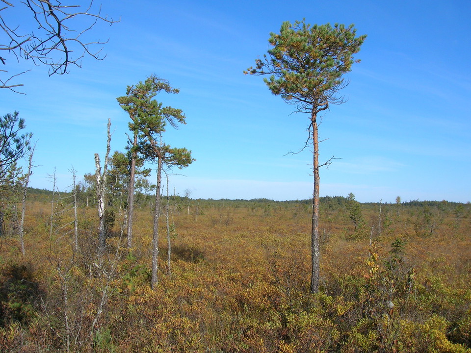 Vidsträckt myrmark med tunna träd utspridda över platsen.