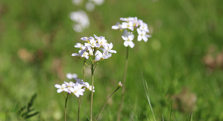Ängsbräsma.