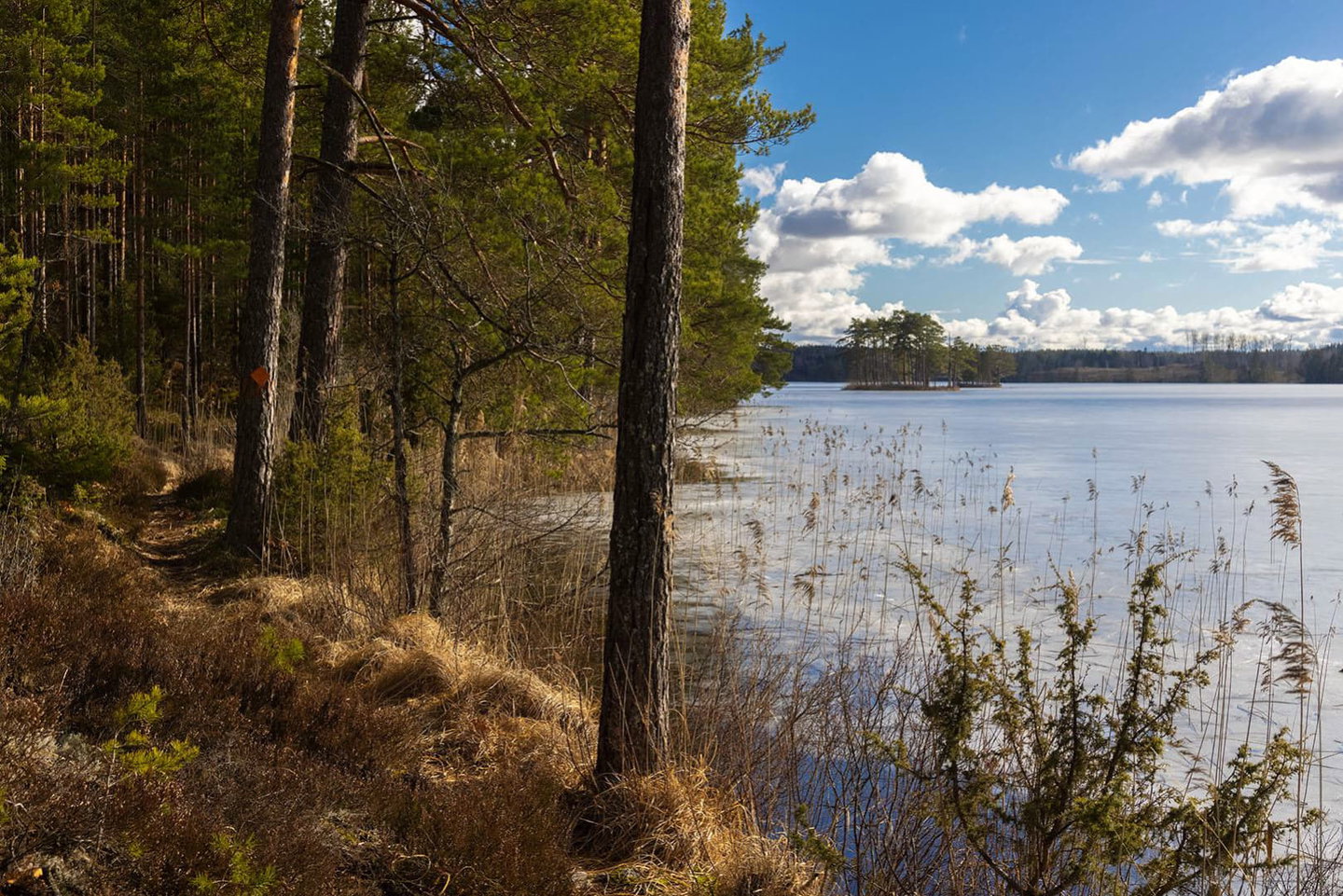 Getsjöns strandkant