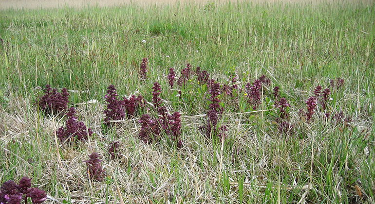 Kärrspira.