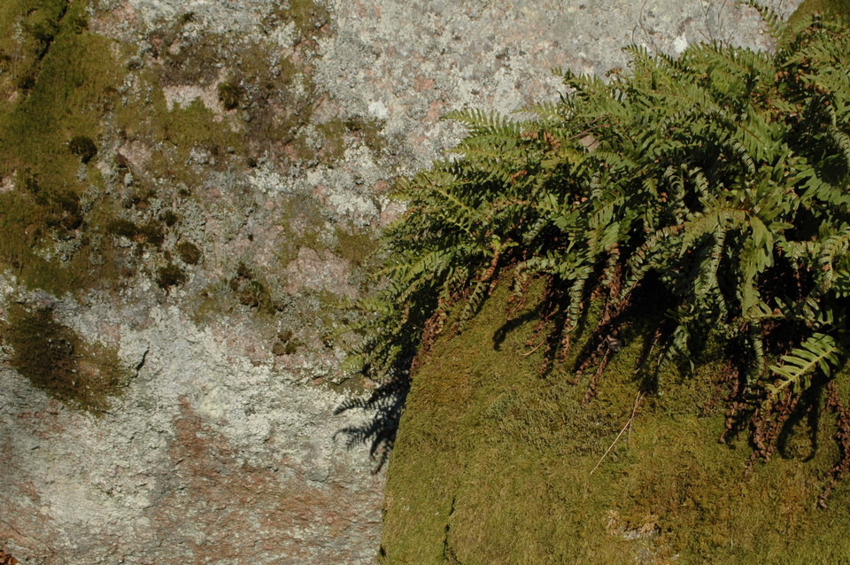 mossbelupet berg 