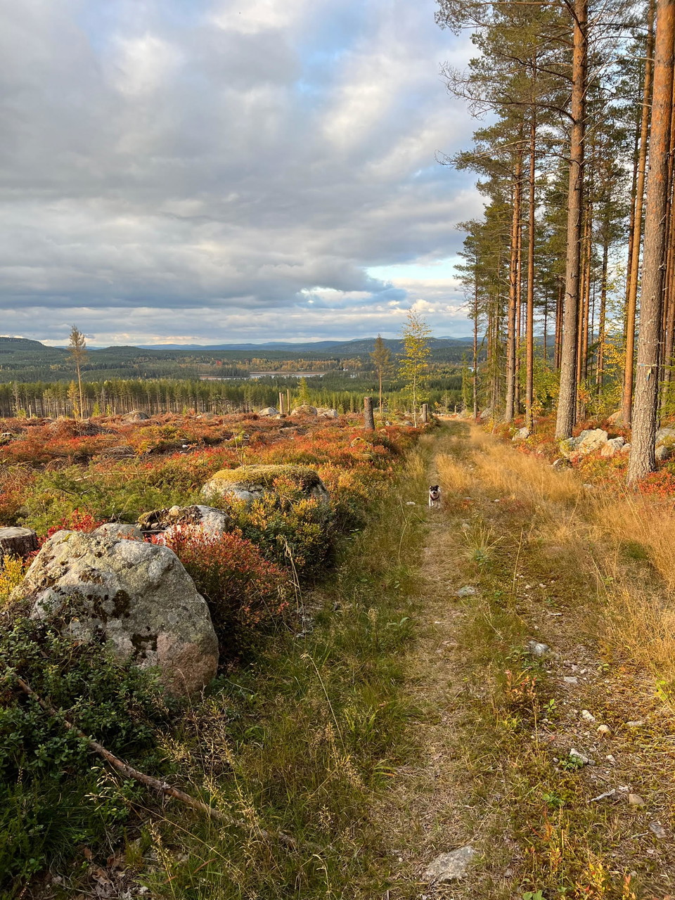 På väg mot toppen av Gymåsberget.