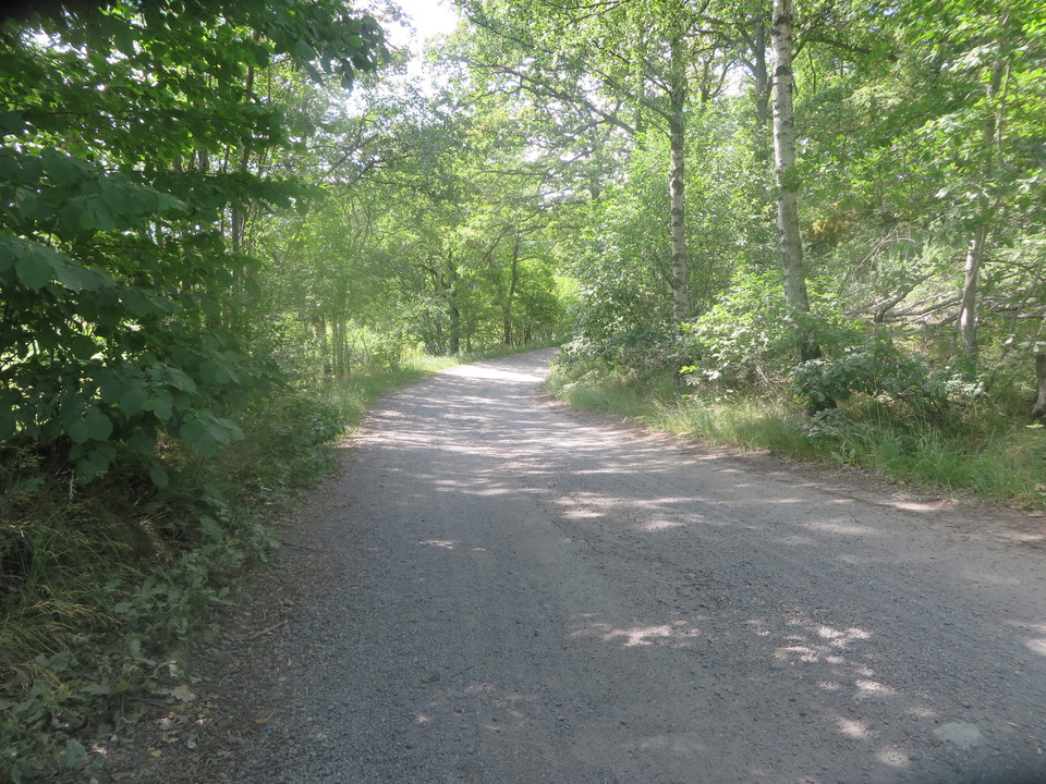 Hanes väg genom ett mindre skogsparti