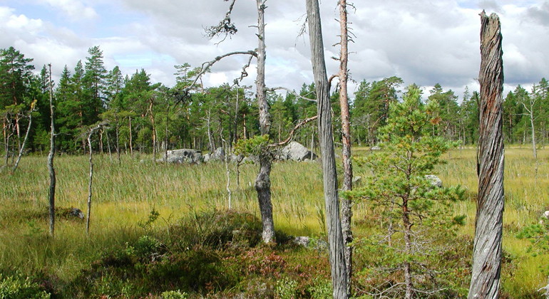 Våtmarken i Åby urskog har aldrig varit dikad.