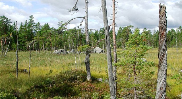 Åby Urskog, Naturreservat