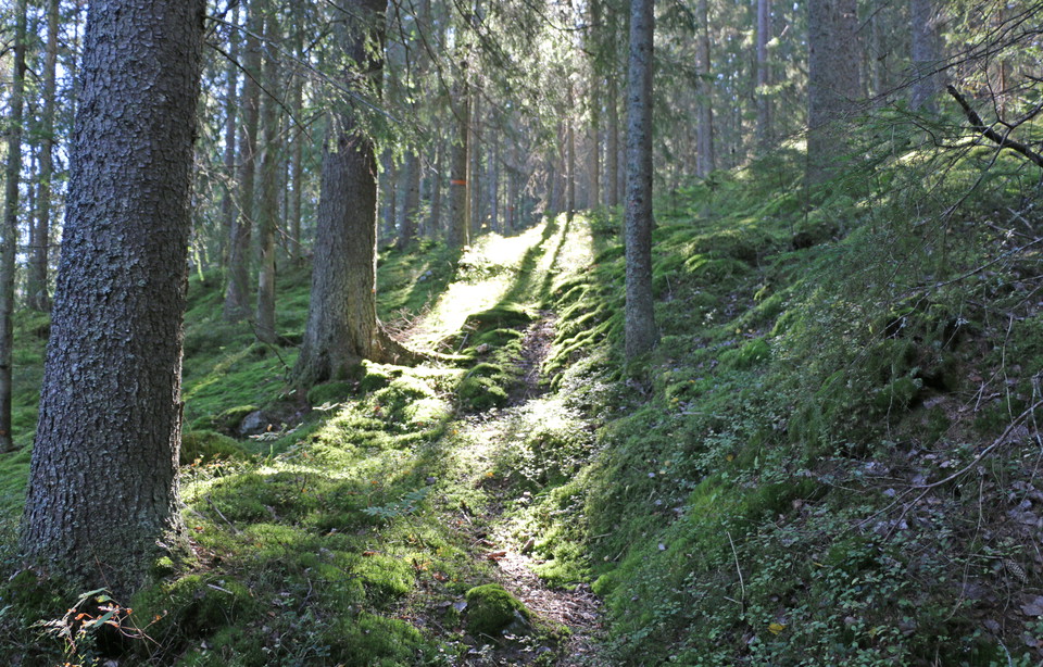 Solens strålar letar sig in mellan träden ner på mossan.