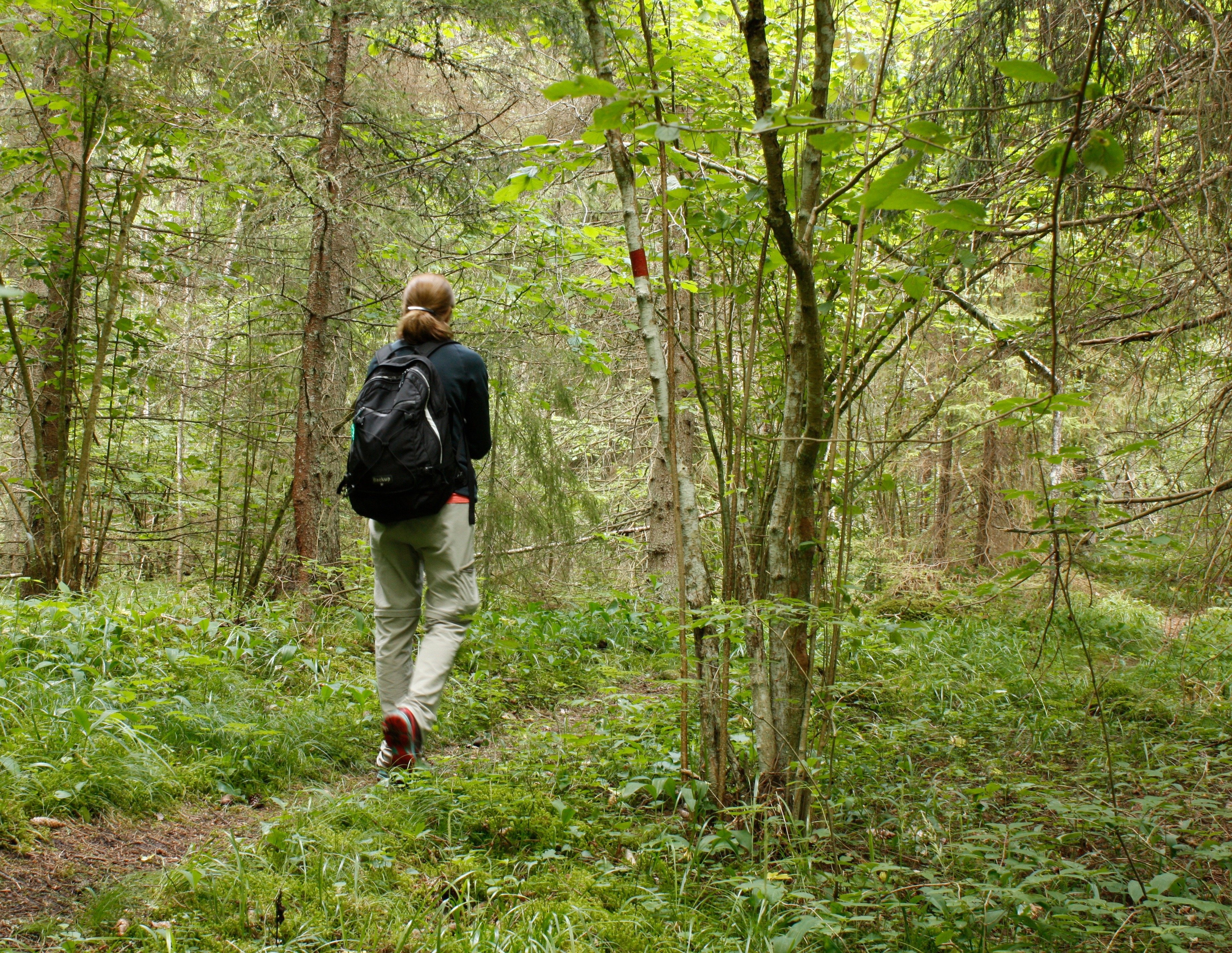 En kvinna med ryggsäck går på en stig genom skogen.